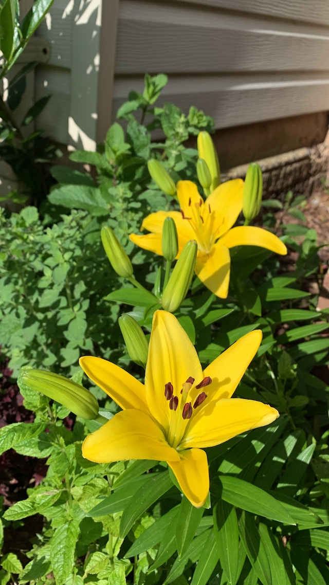 one bright yellow Dwarf Dalily flower