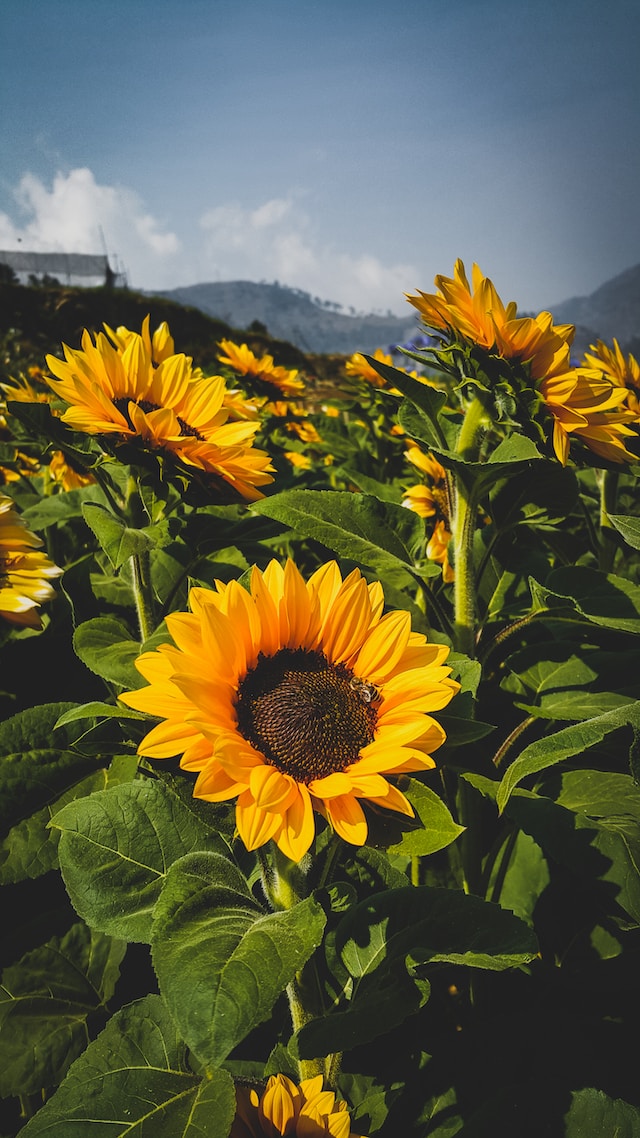 Sunflower