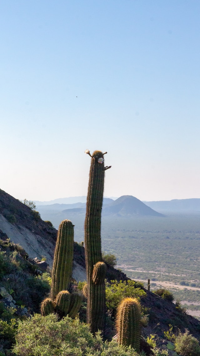 multiple Cardon cacti growing at high atidude