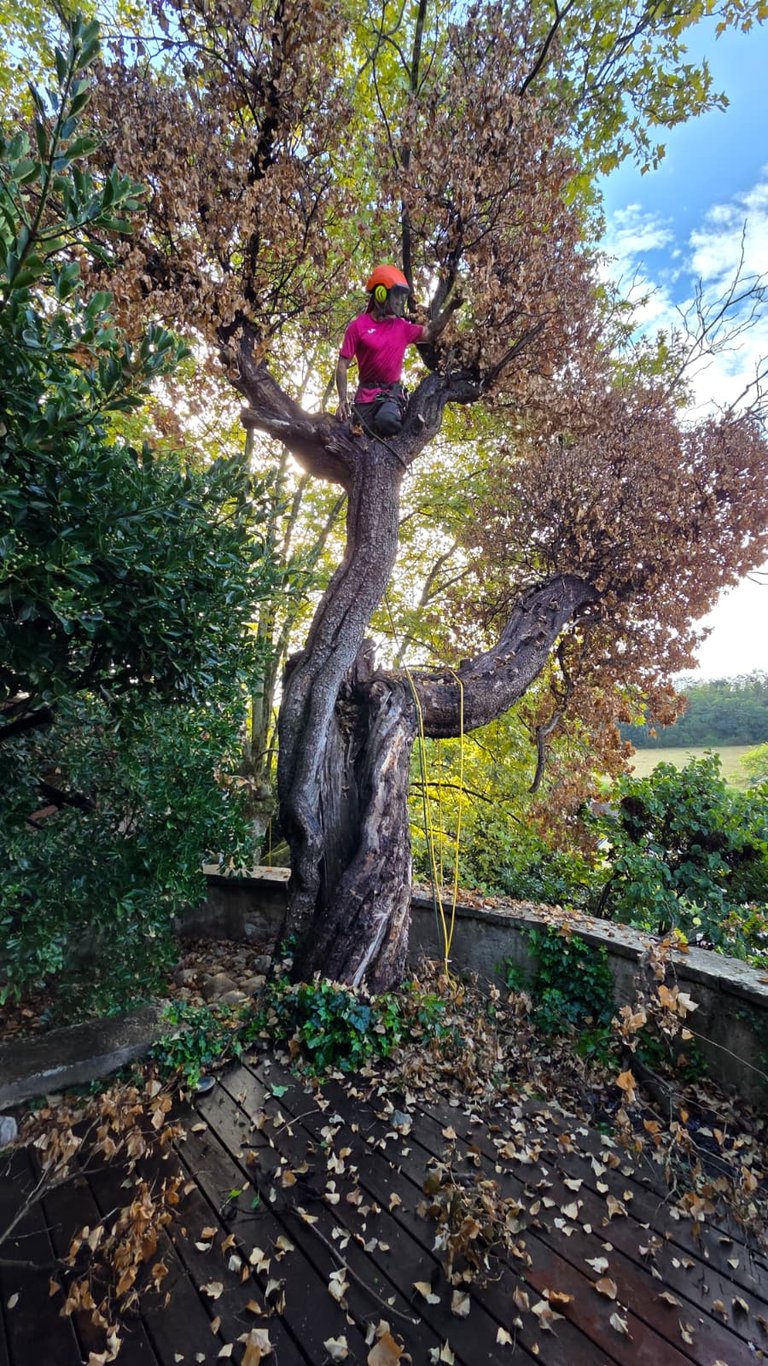 Arbre