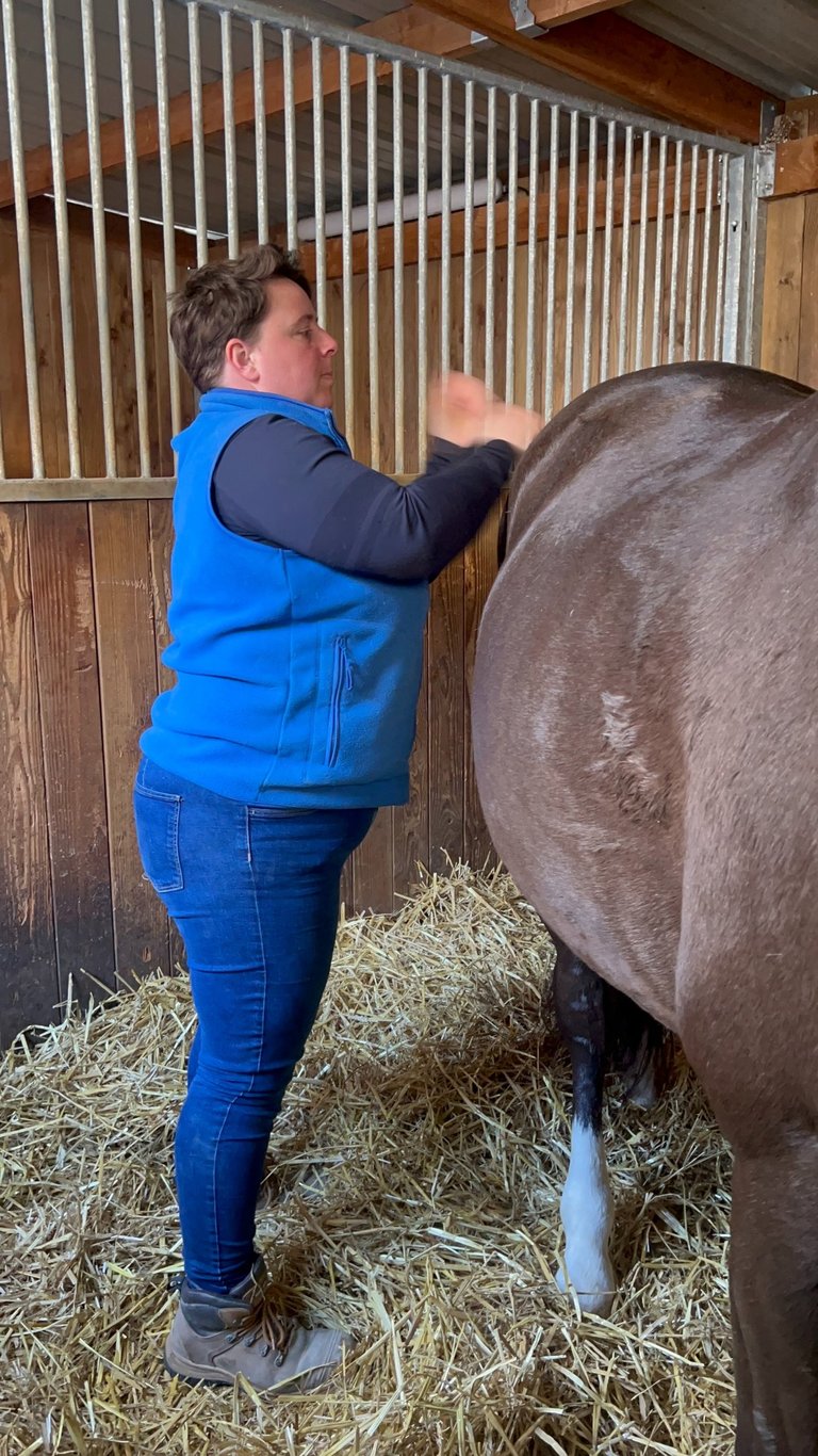Une masseur équin masse énergiquement un cheval bai