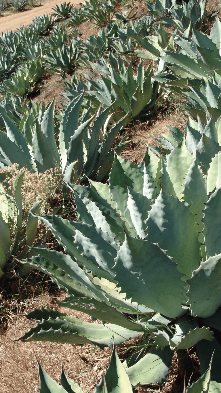agave tobala plant