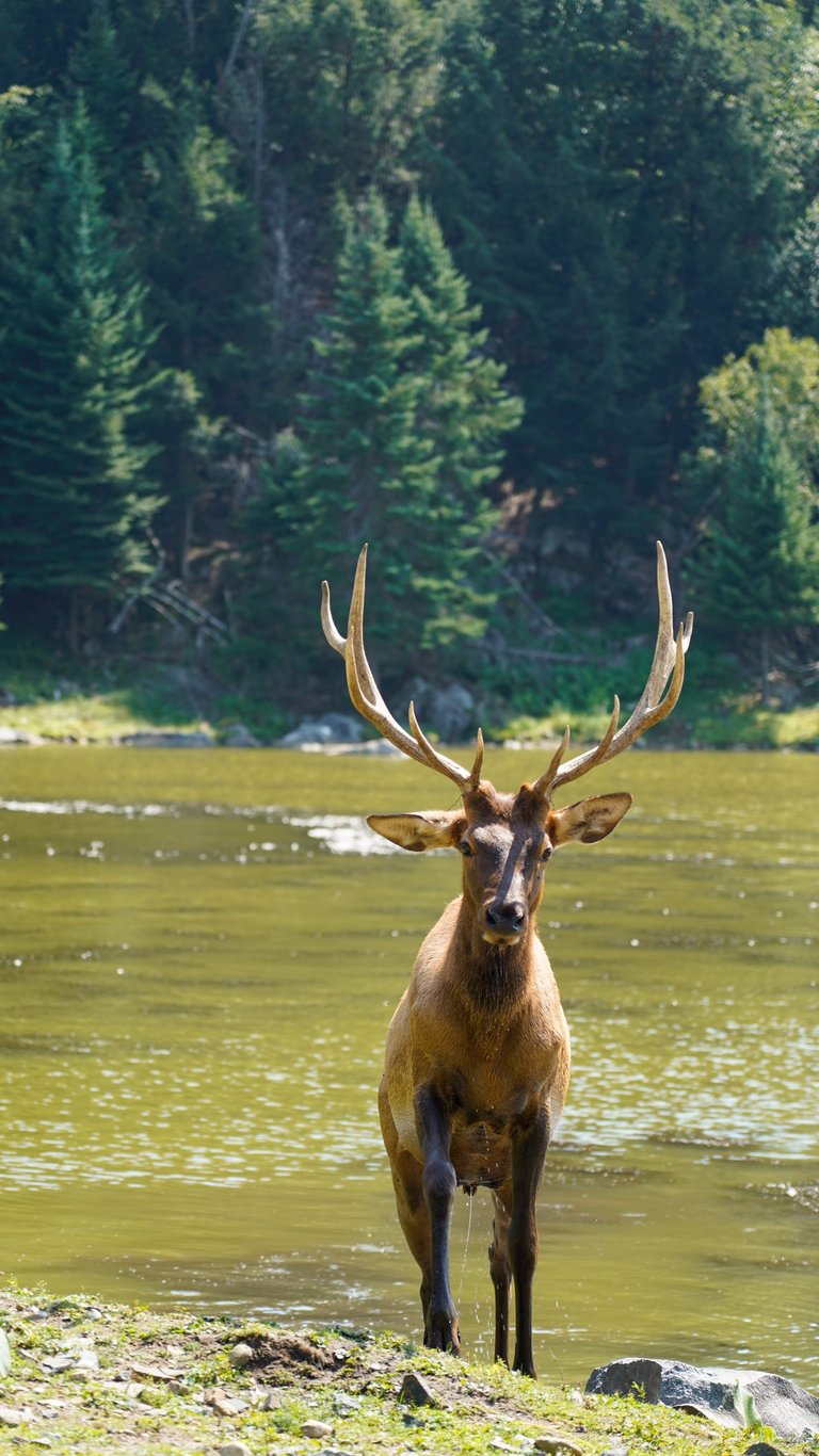 Un cerf qui sort de l'eau