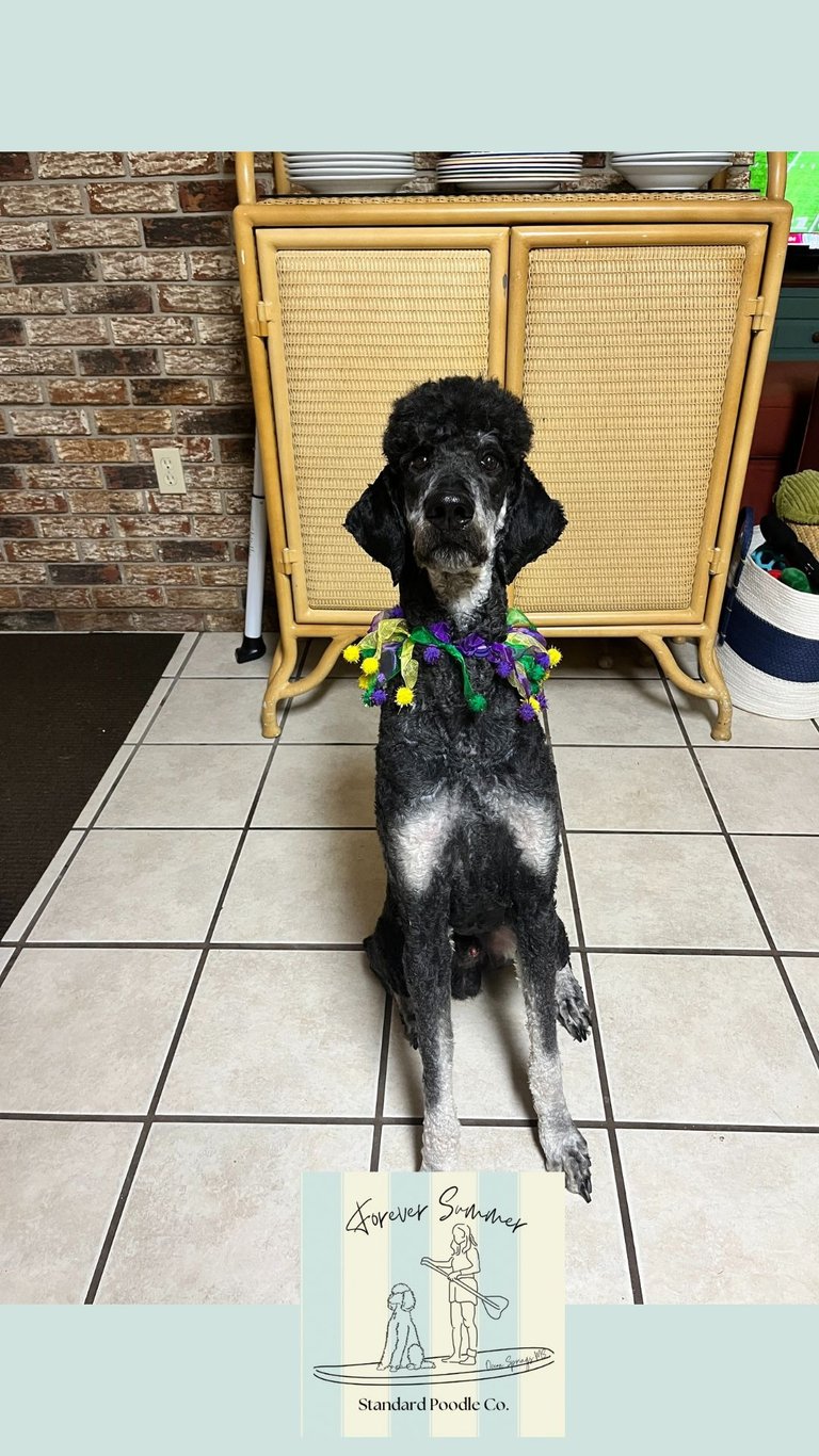 Brayford poodle with Mardi Gras collar