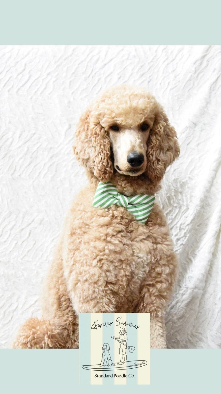 teddy poodle with white background