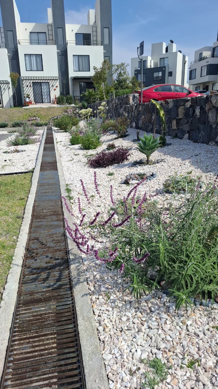 jardin remodelado en fraccionamiento con plantas polinizadoras 