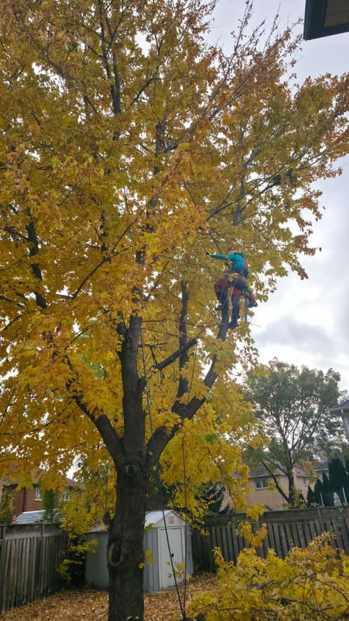 Professional arborist climbing a large yellow maple tree for autumn pruning and maintenance.