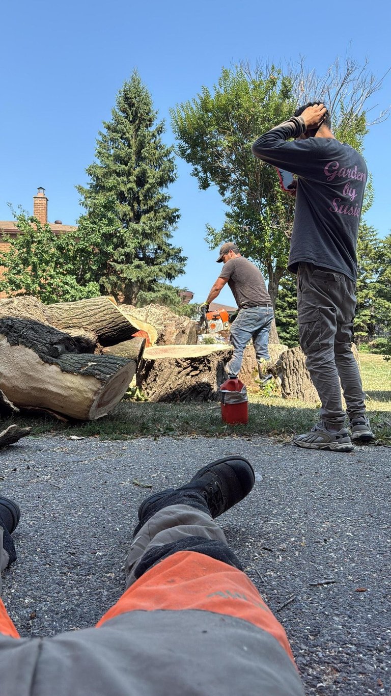 Professional arborists using a chainsaw for tree removal and wood cutting services in a residential yard.