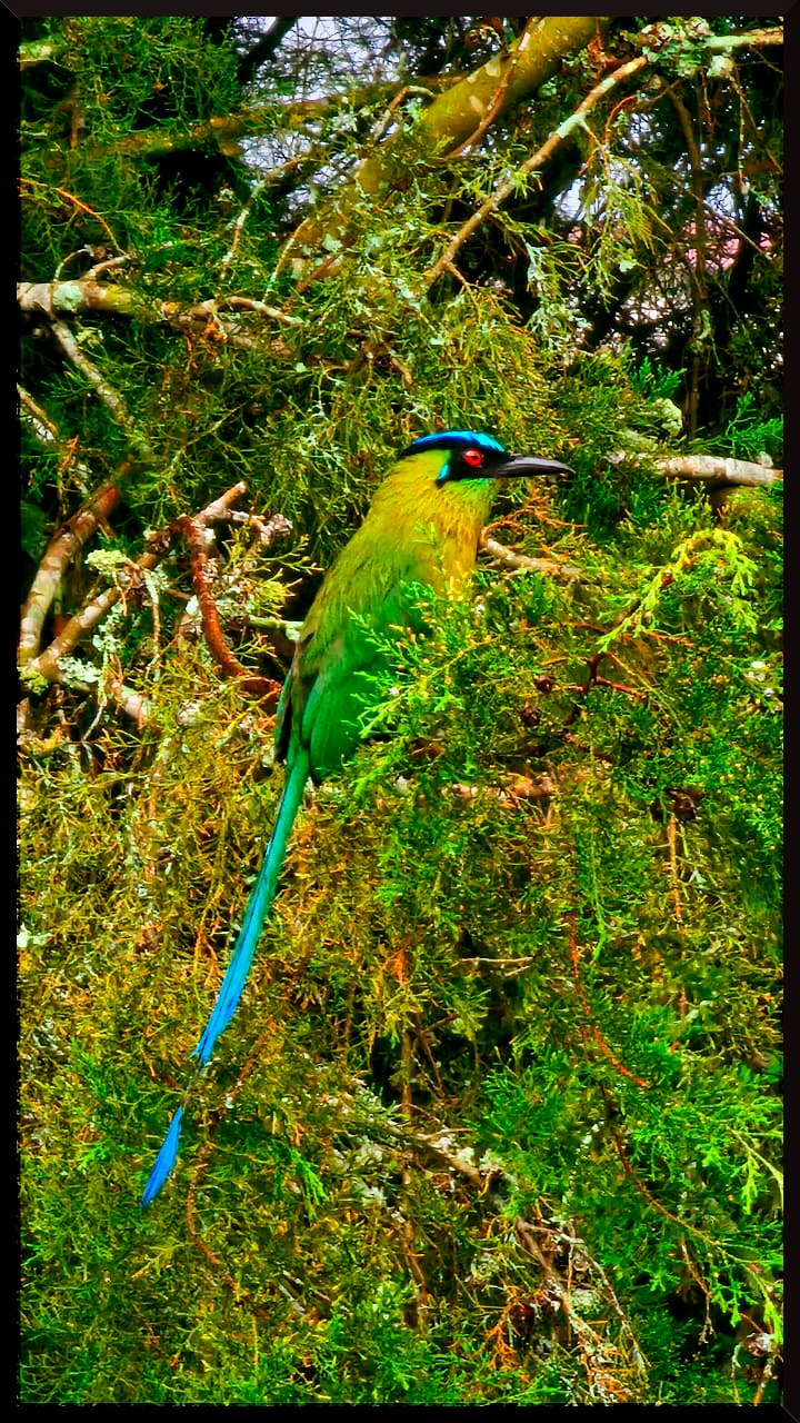 El Barranquero (Momotus aequatorialis)