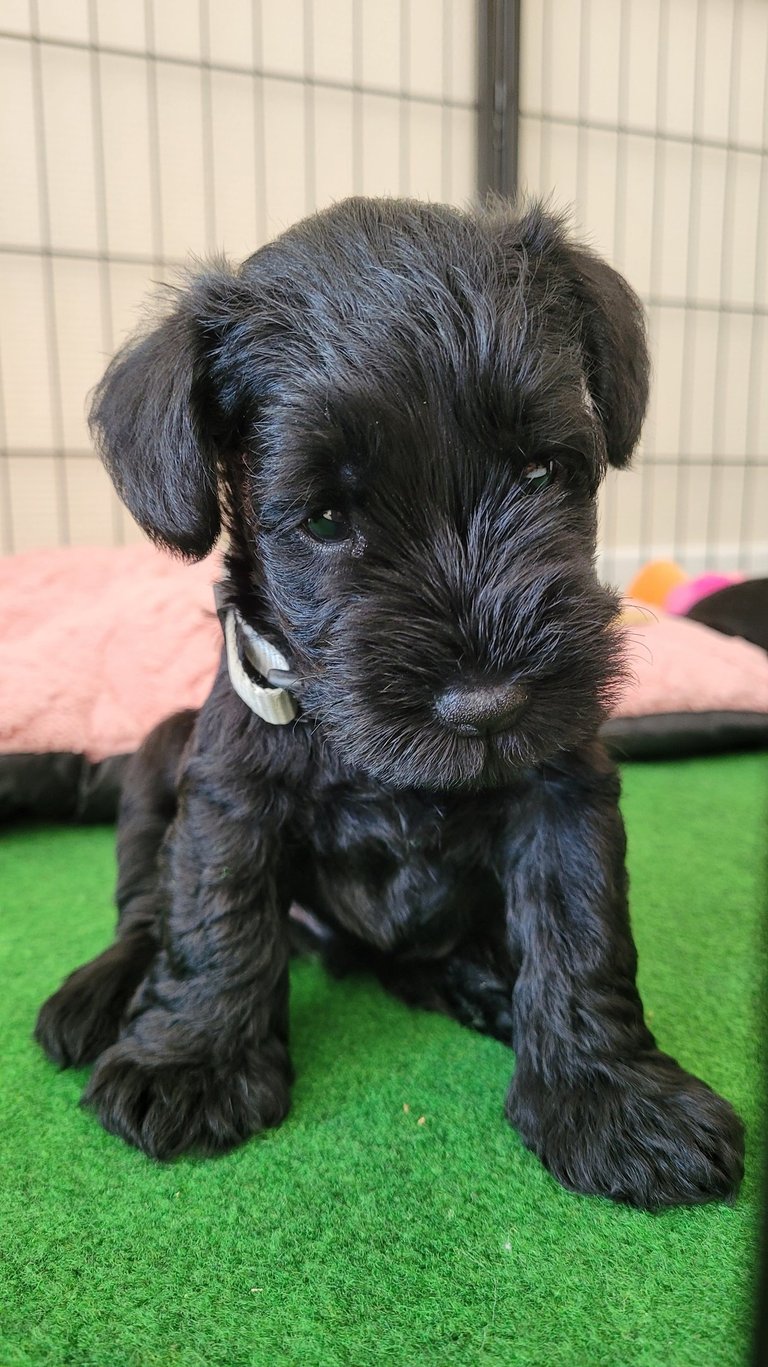 Bébé Schnauzer dans parc à chiots