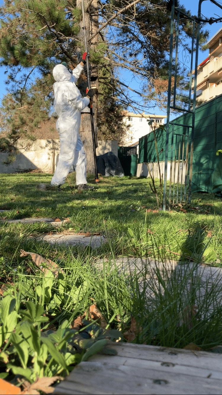 intervention chenilles processionnaire haute-Savoie, annemasse, ambilly, etrembières,ville la grand 