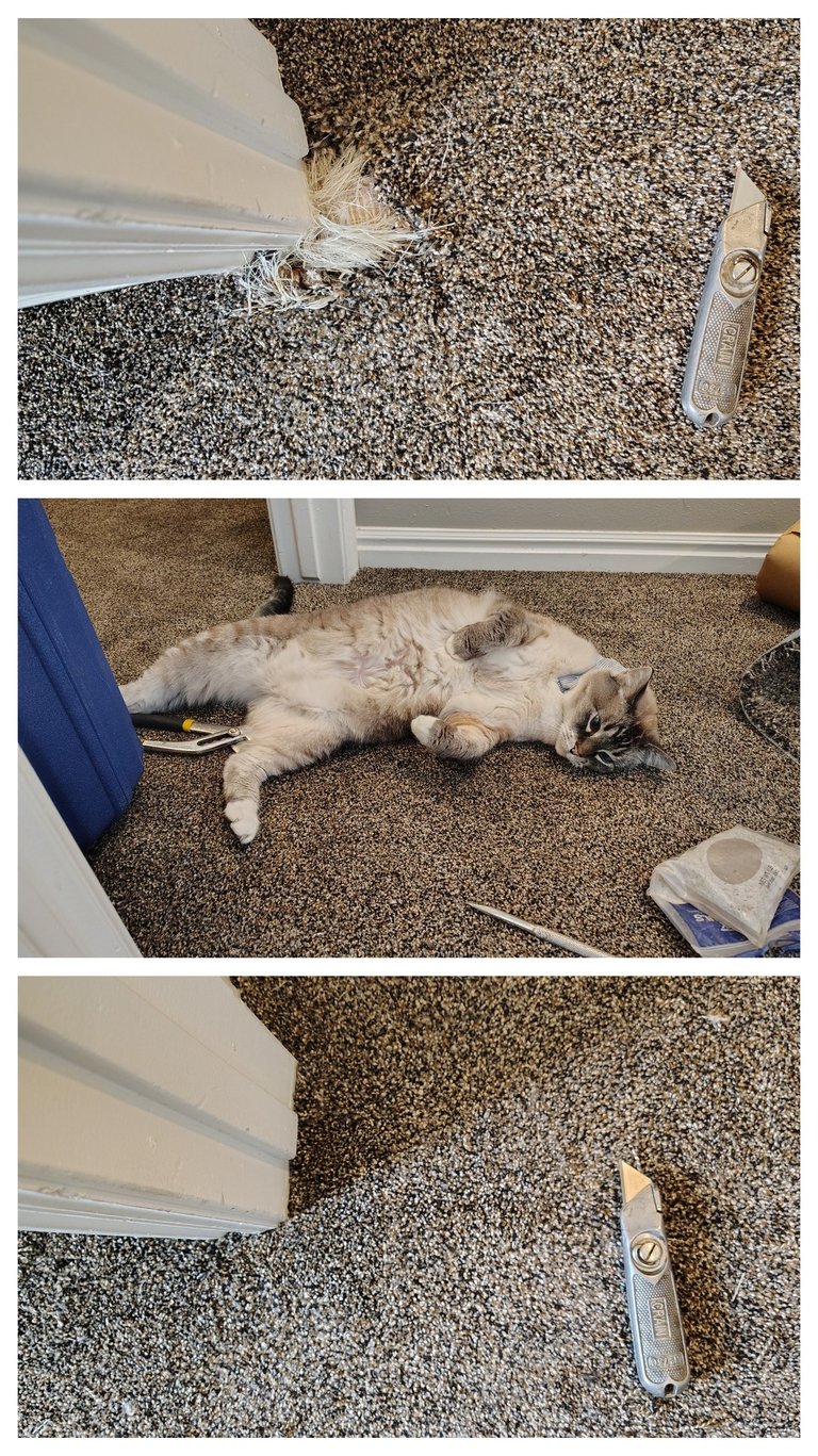 Seductive cat causes damage to doorway carpet in Woodland Hills, UT but is fixed back to new.