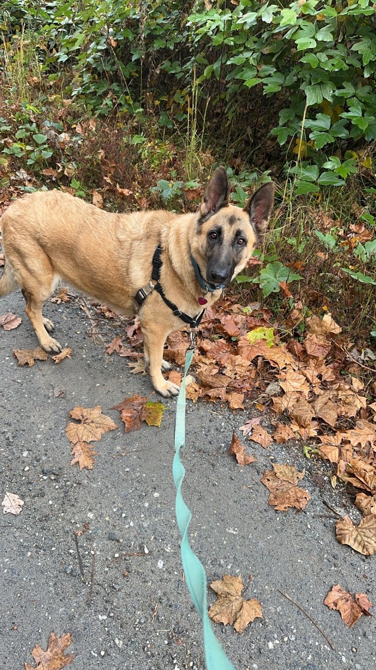 a german shepherd is walking on a leash