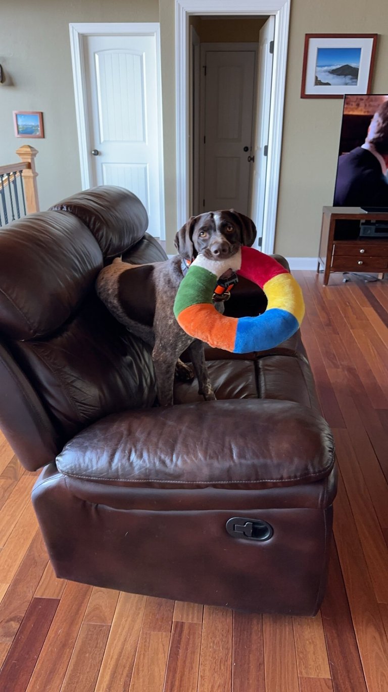 a dog sitting on a couch with a colorful pillow