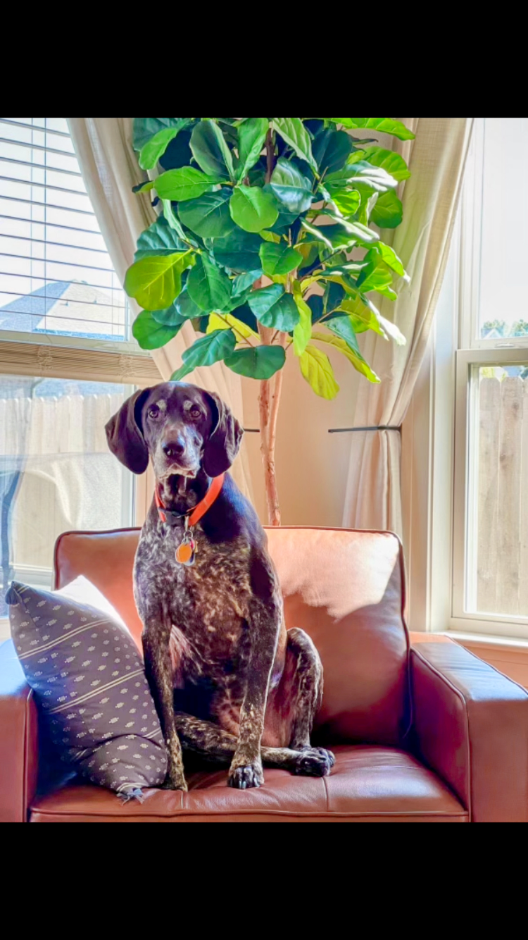 a dog sitting on a couch in a living room
