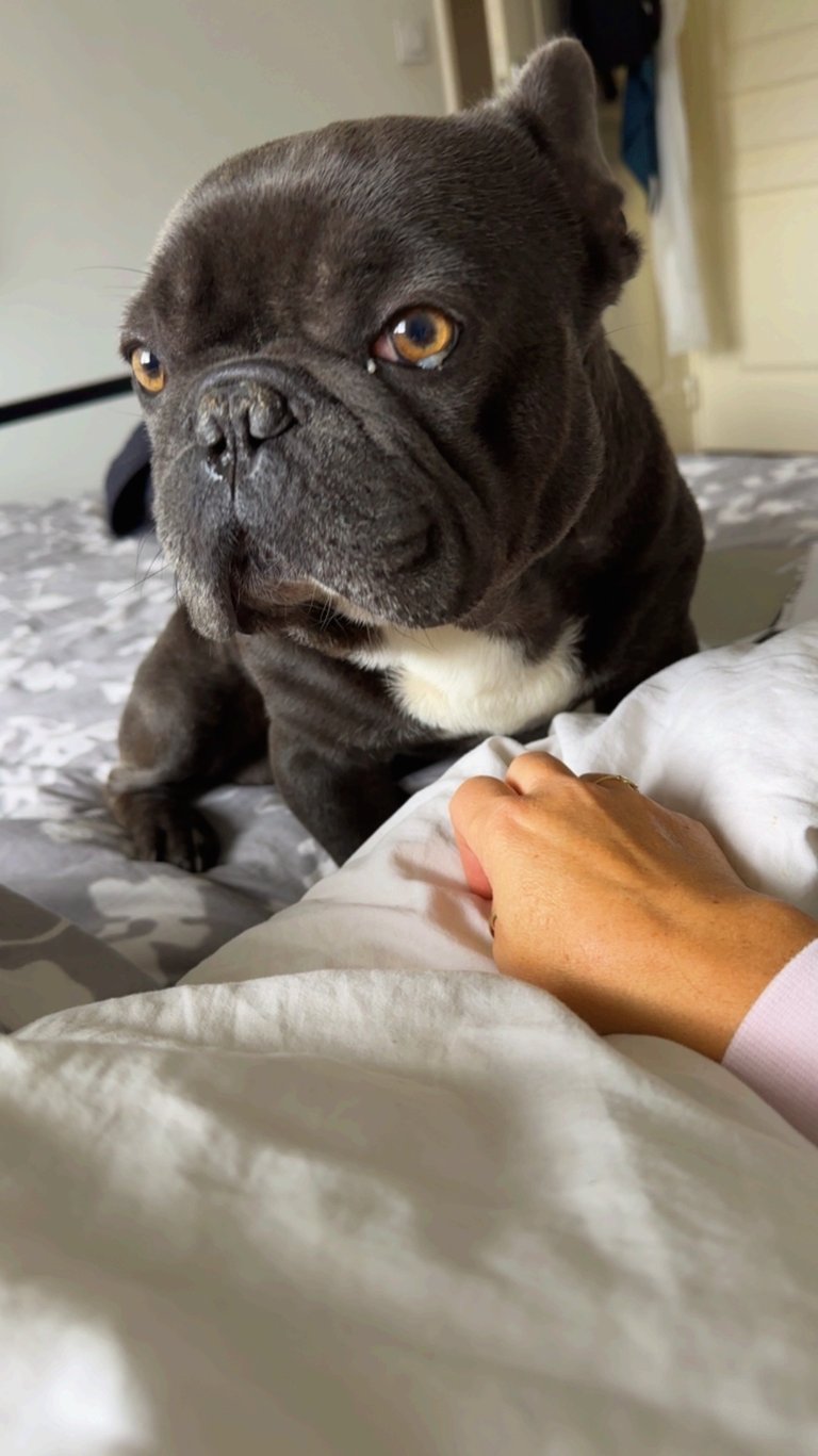 Boulette le bouledogue français moment douceur dans la routine bien-être