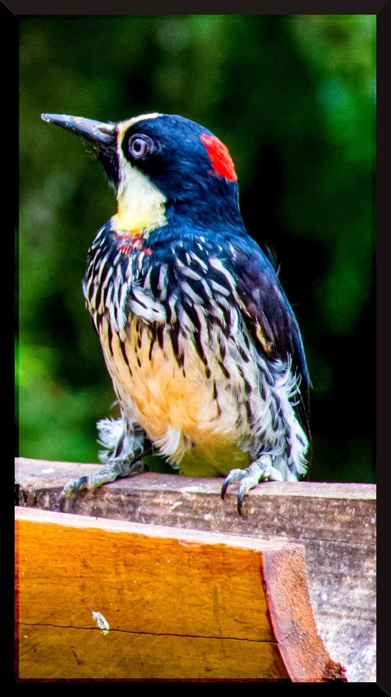Carpintero de los Robles (Melanerpes formicivorus