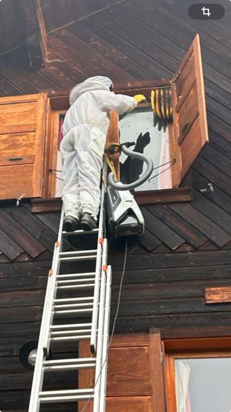 déplacement essaim abeille derrière volet Haute-SavoieFillinges, Bonne Boëge Cluses Reignier 