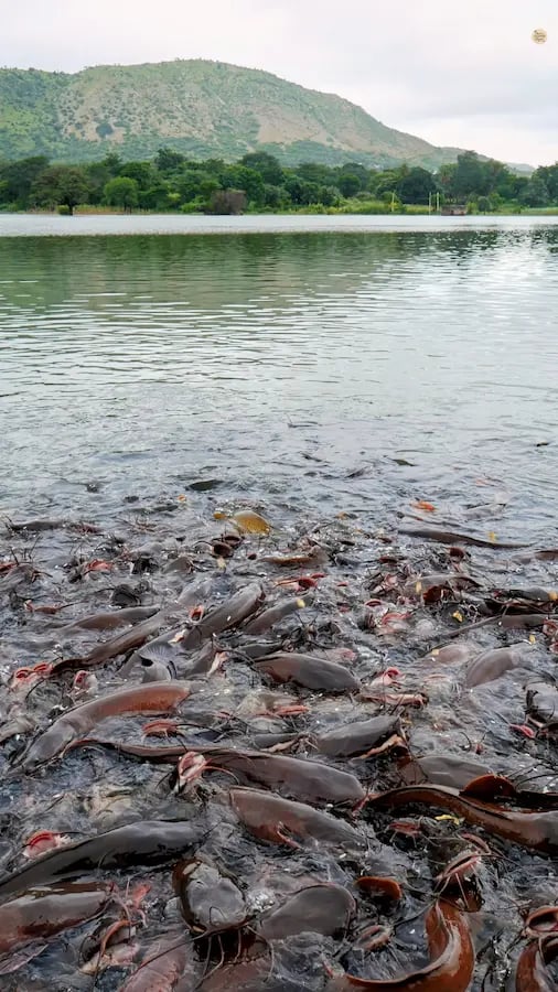 Large numbers of catfish visible in Hammirpal Lake near Kumbhalgarh, creating a unique lakeside experience.