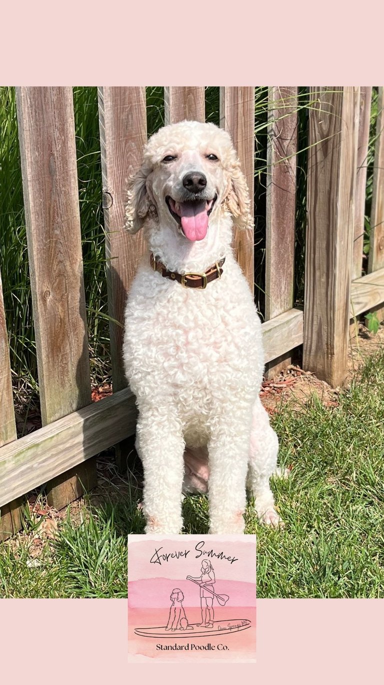 Gemma poodle in front of fence