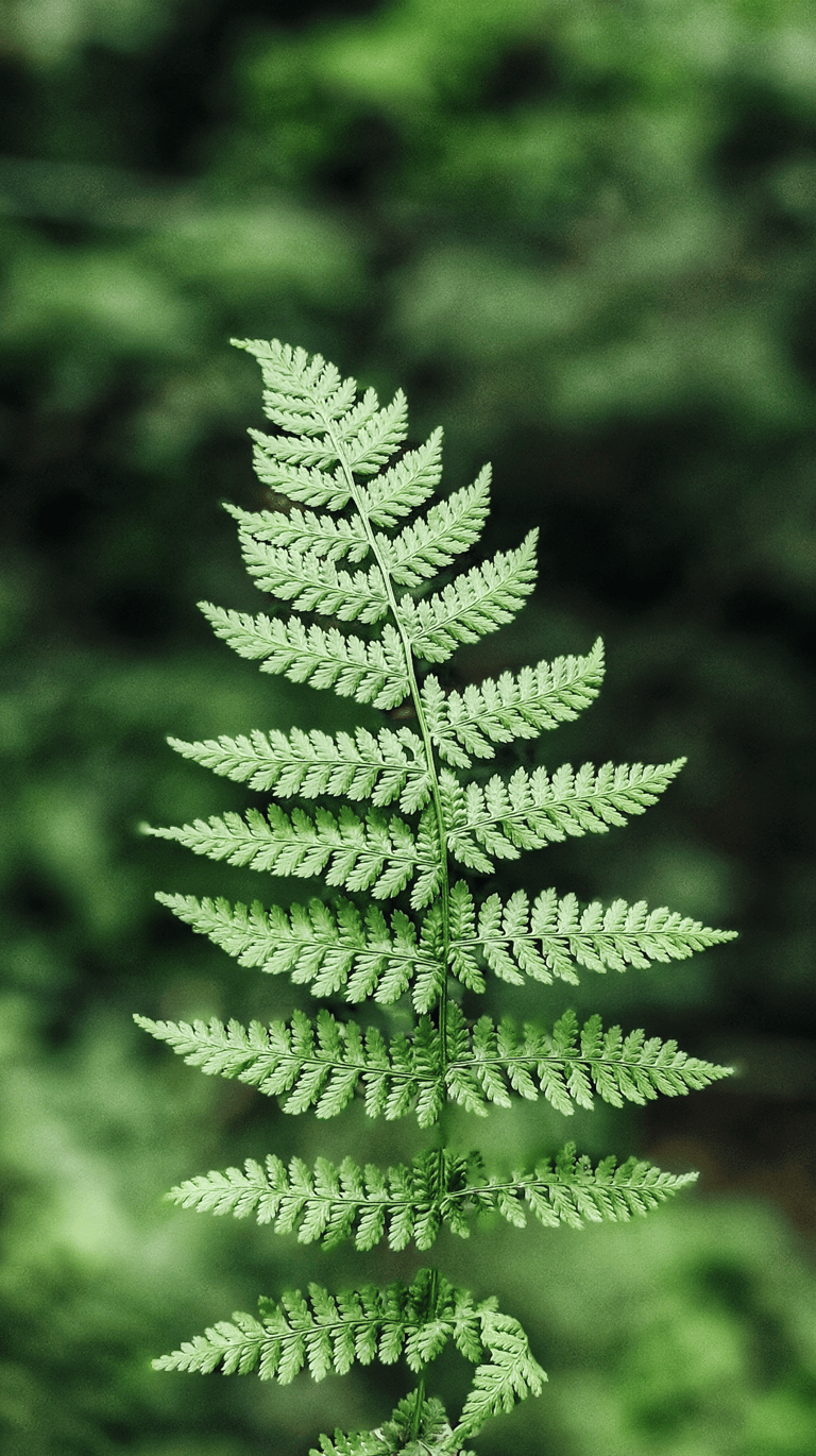 Elizabeth Boom Psychotherapy Services: Fern