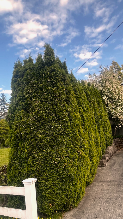 Arborvitae hedge pruning from Bothell trimming crew