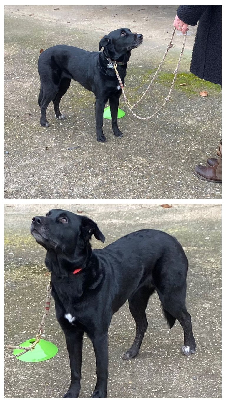 Hunde beim Gruppenkurs in Merzenich im kreis Düren