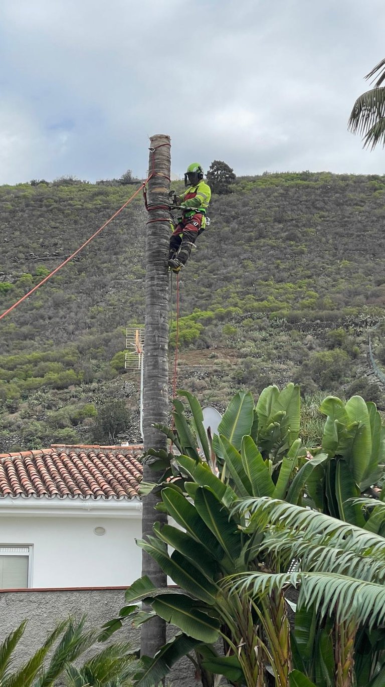 a man on a tree top with a rope rope