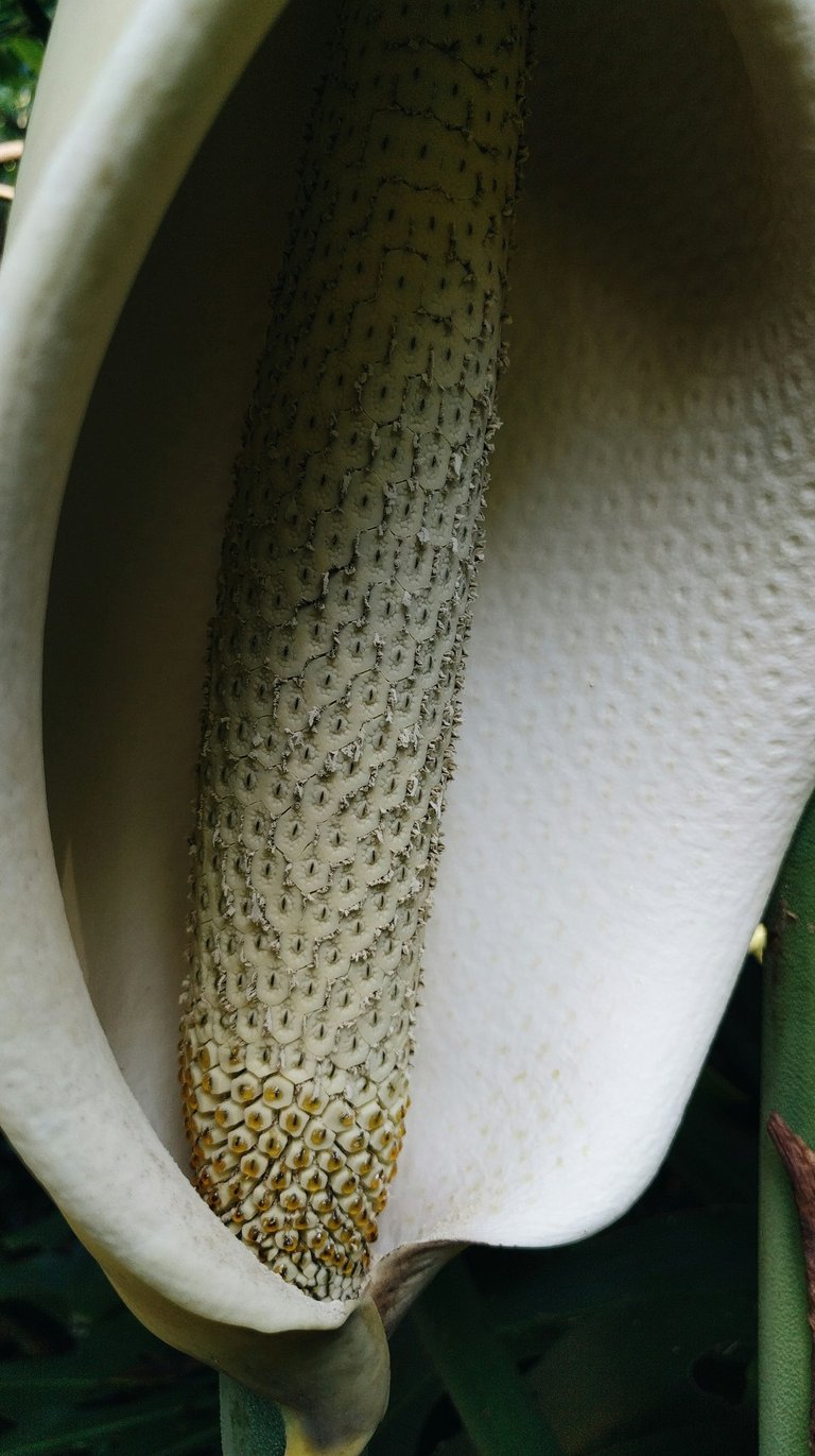 Monstera deliciosa inflorescence, otherwise known as a flower
