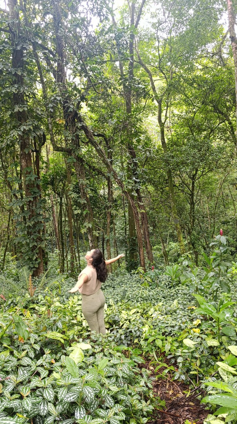 Trilhas de contemplação e silêncio em reserva preservada da Mata Atlântica para descanso profundo .
