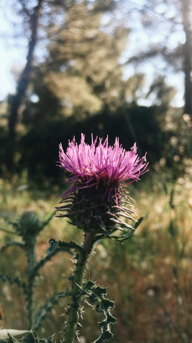 one flowering Musk Thistle with a pink color