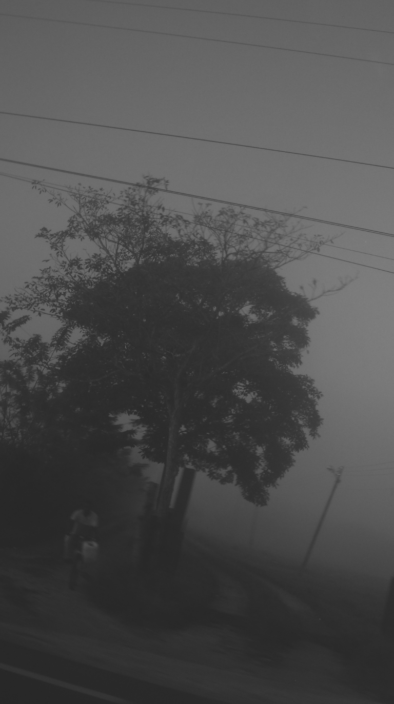 Árbol solitario en la niebla con silueta de hombre en cicla y cables en B&N.
