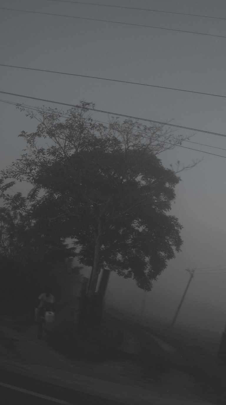 Imagen borrosa y brumosa de un árbol con líneas eléctricas en la parte superior.