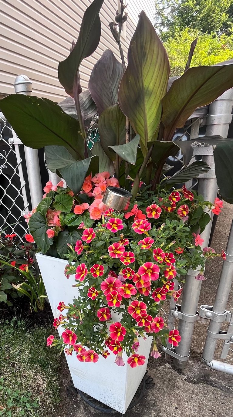 A white planter filled with vibrant pink Million Bells flowers, coral begonias, and large canna lily leaves.