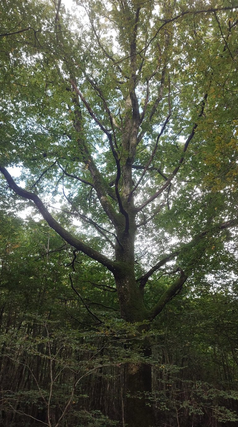Grand chêne dans les bois