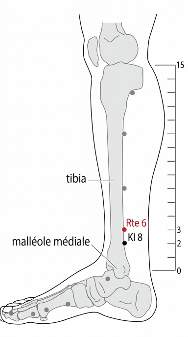 schéma du point d'acupuncture Rate 6