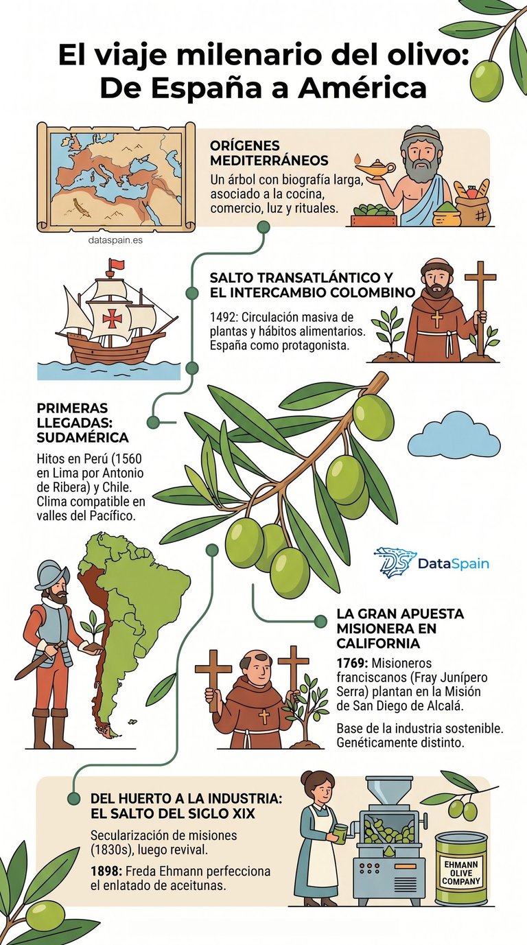 Infografía del viaje del olivo a América: Historia de la olivicultura española
