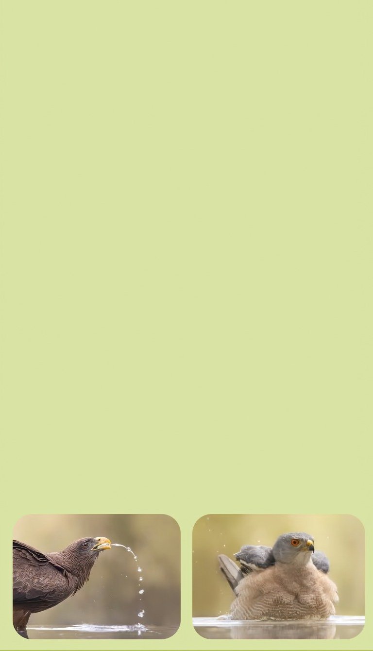 bird photography tour gambia mandinari river lodge photo hide