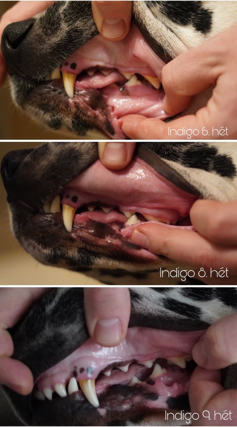 DOGGO természetes kutyarágó – prémium fogtisztító kutyáknak