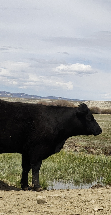 black steer on Wyomming range