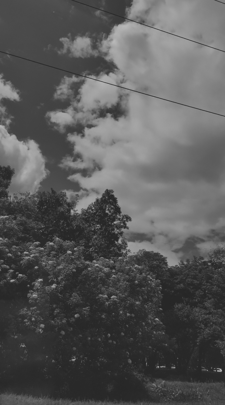 A black-and-white landscape of clouds and trees beneath power lines.