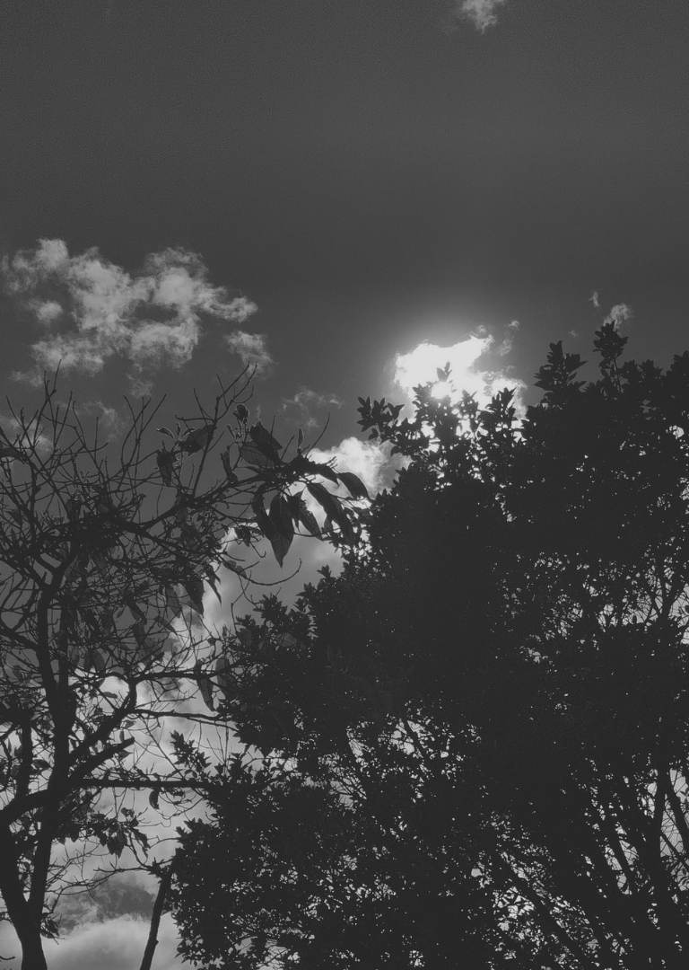 Siluetas de árboles bajo un cielo nublado con sol brillante.