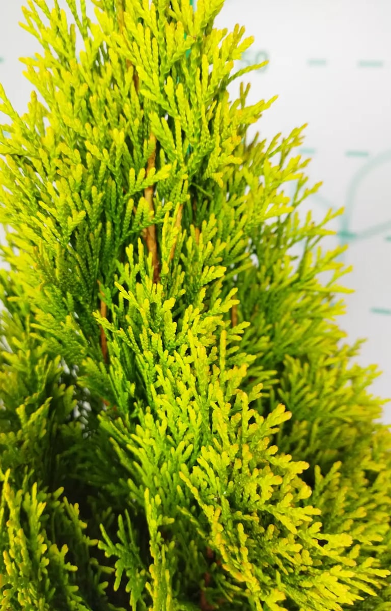 Color en forma piramidal Thuja Smaragd golden