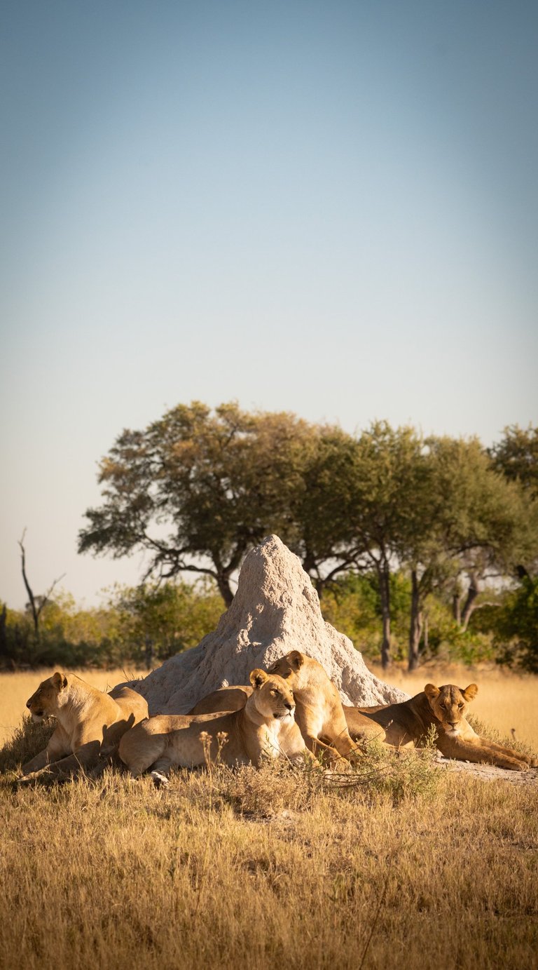 a group of lions resting on a mound of dirt