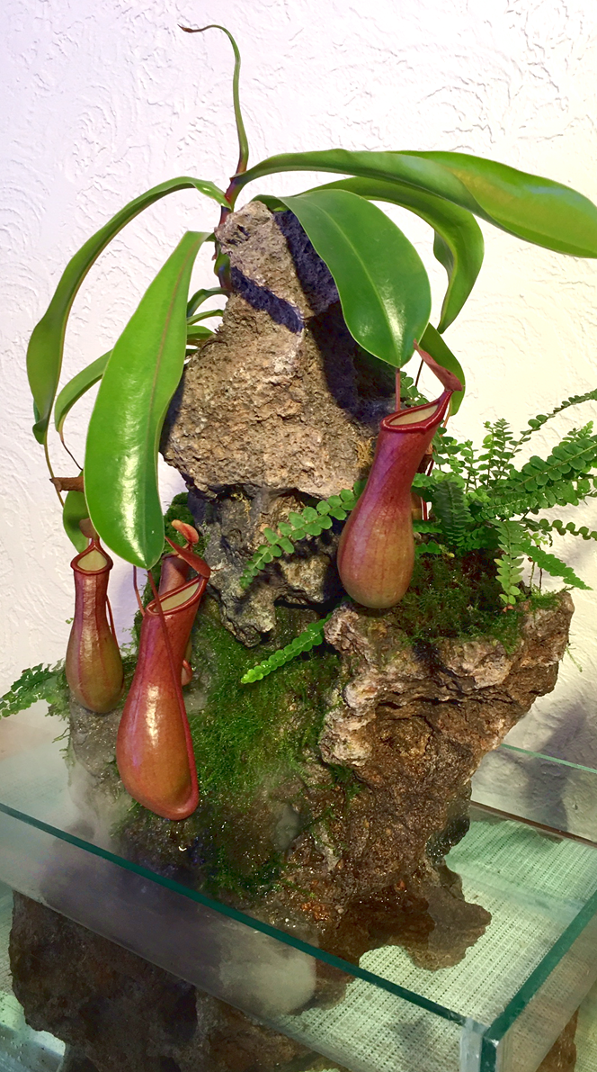 Handcrafted desktop waterfall by Phil Mikkelson, featuring moss-covered stone, ferns, and vibrant Ne
