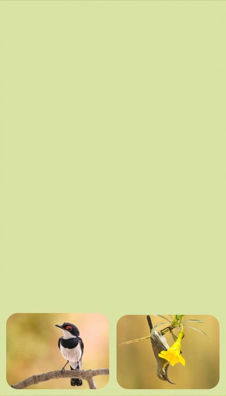 bird photography tour gambia extended route