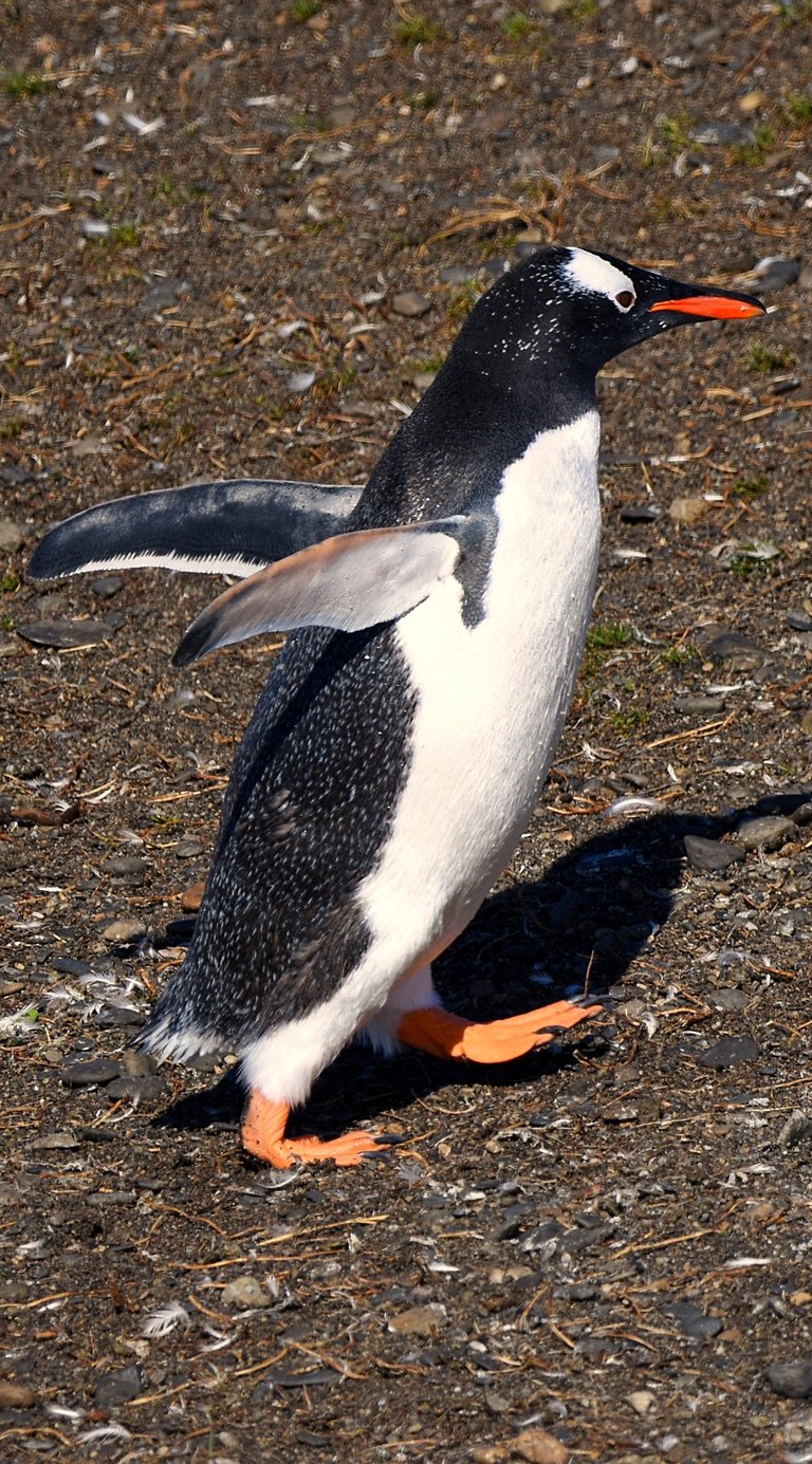 This Penguin has some place to be on Penguin Island in the Beagle Channel