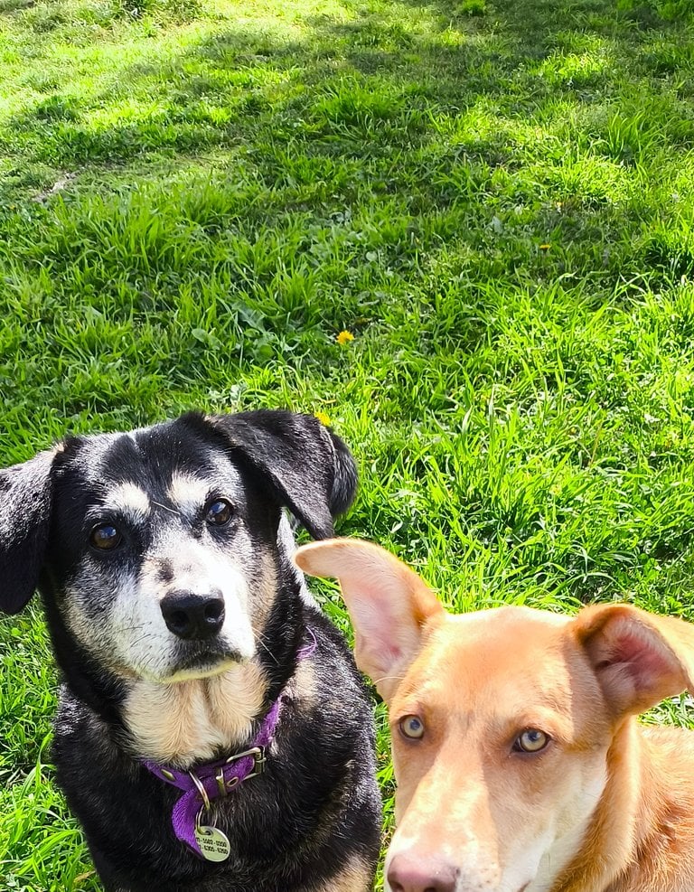 two dogs standing next to each other in the grass