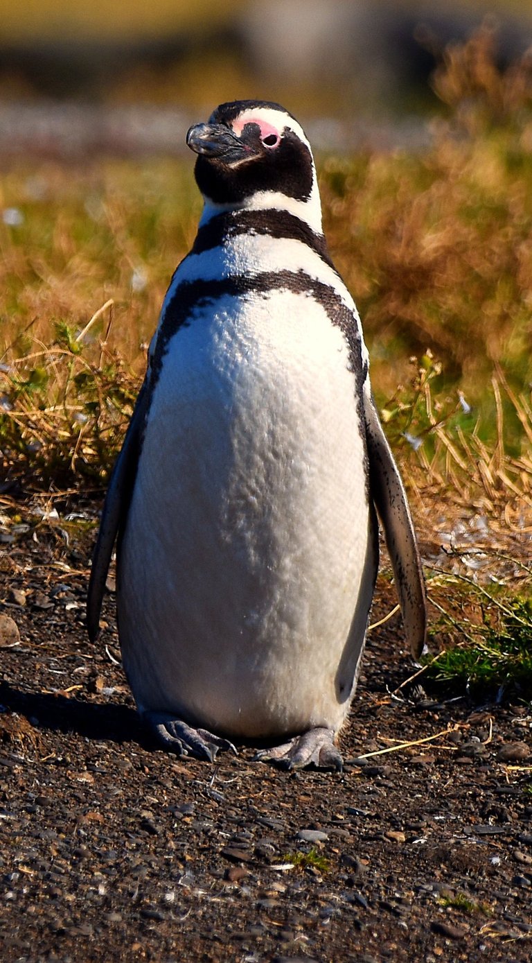 Well-fed Penguin on Penguin Island in the Beagle Channel