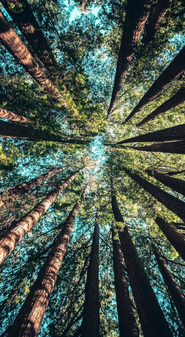 trees in monterey california